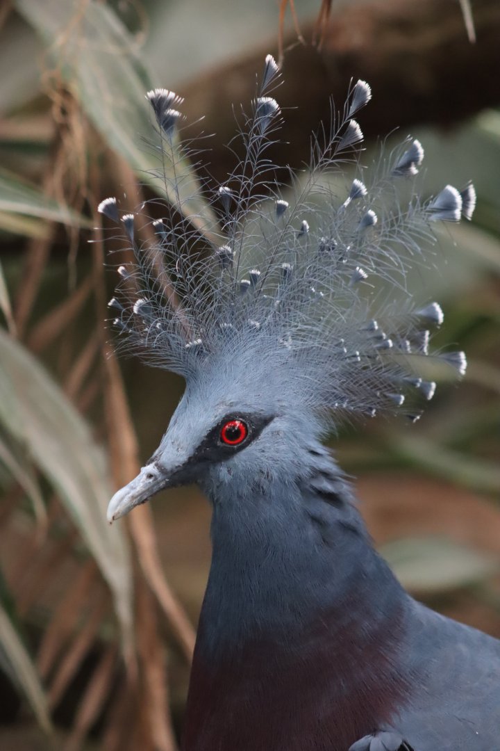 Victoria Crowned Pigeon - 7 July 2024