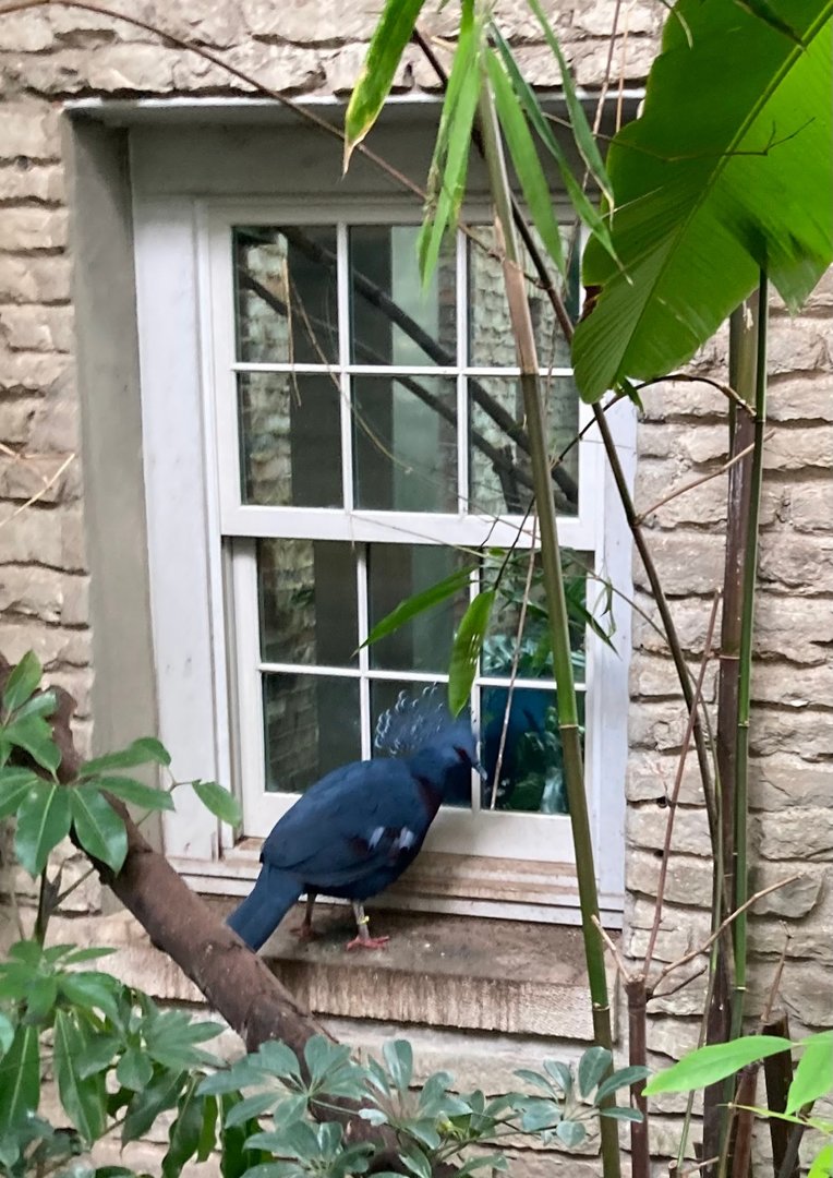 Victoria Crowned Pigeon (8/10/23)