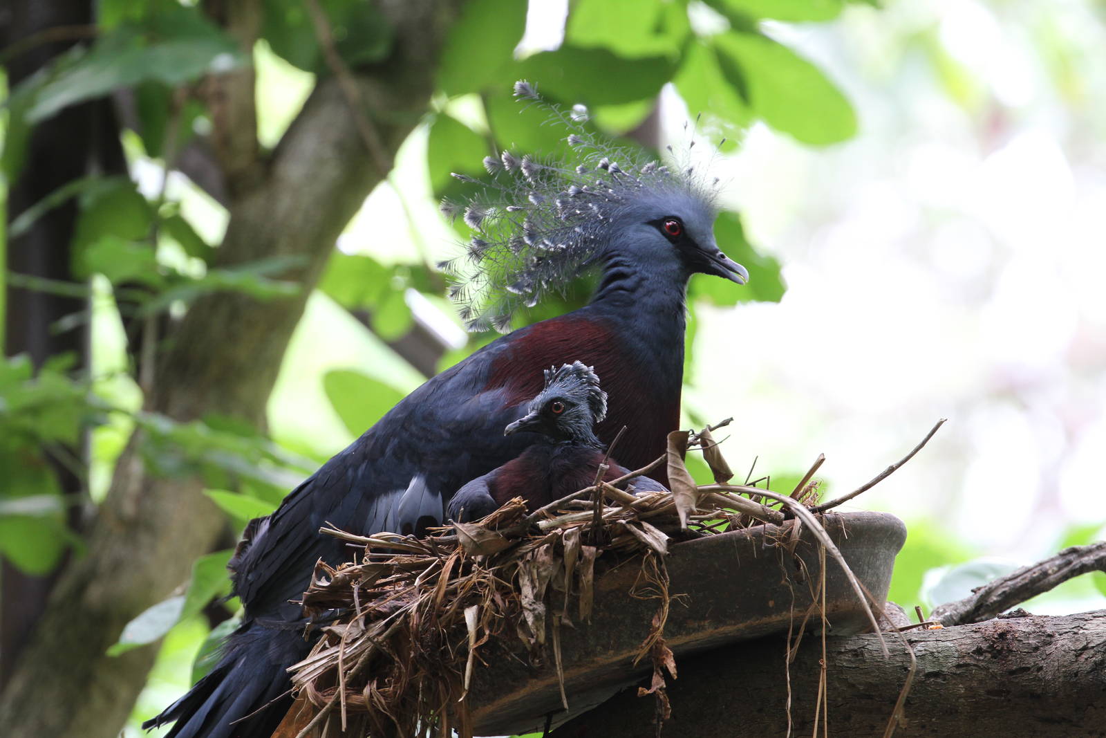 Victoria Crowned Pigeon and Chick