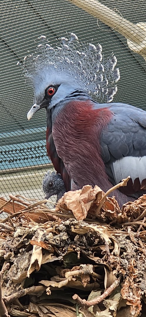 Victoria crowned pigeon and chick