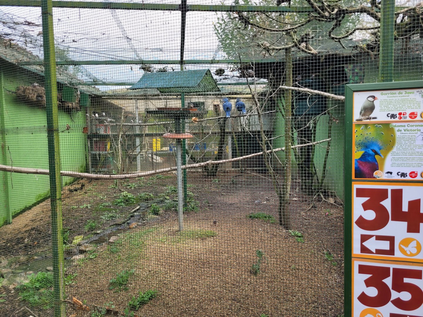 Victoria crowned-pigeon and Java sparrow exhibit -Zoo de Santillana del Mar (2023)