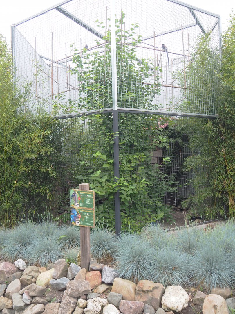 Victoria crowned pigeon and Red-billed blue magpie aviary, 2022-05-17