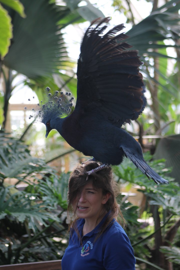 Victoria crowned pigeon and zookeeper