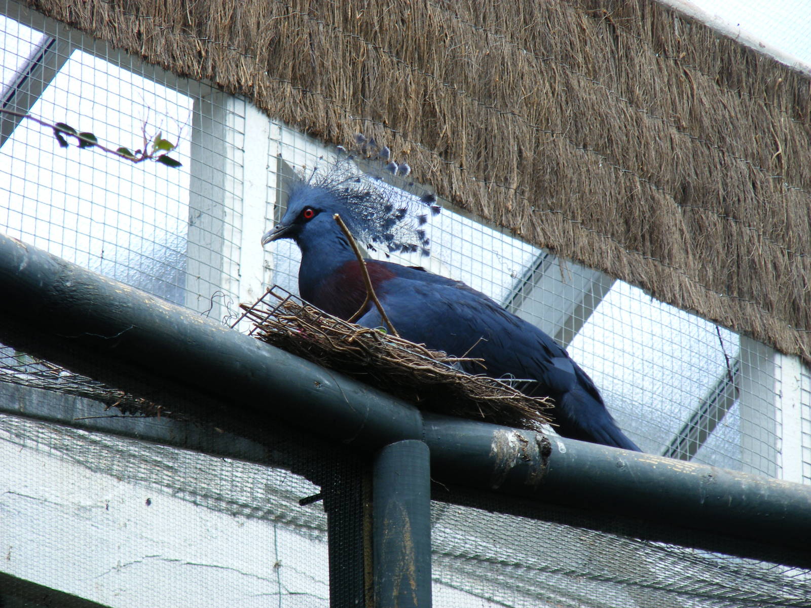 Victoria crowned pigeon at Bristol Zoo, 1 August 2010