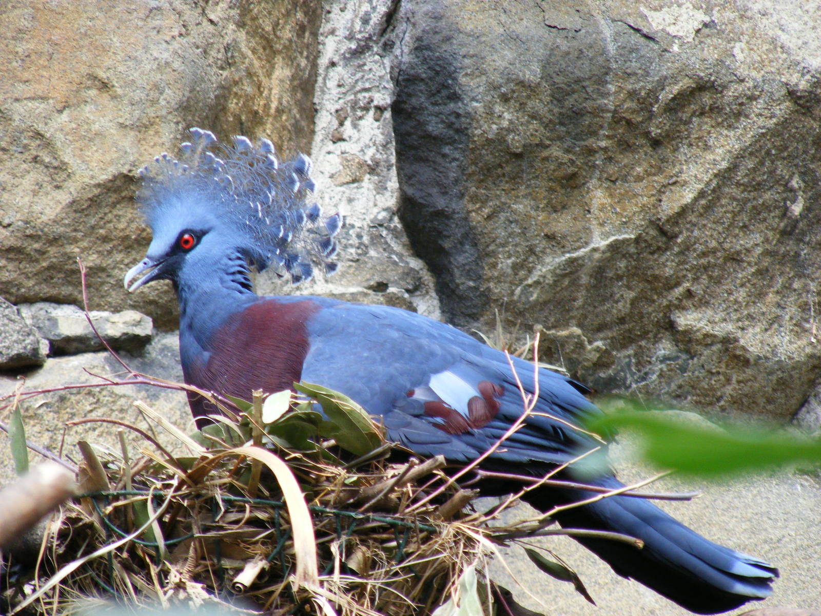 Victoria crowned pigeon at Edinburgh Zoo, 21 May 2010