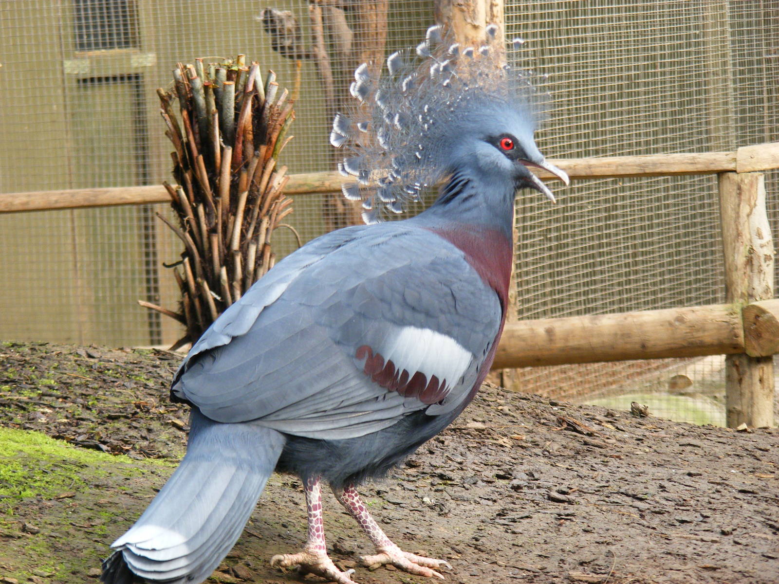 Victoria crowned pigeon at RSCC, 2 April 2010