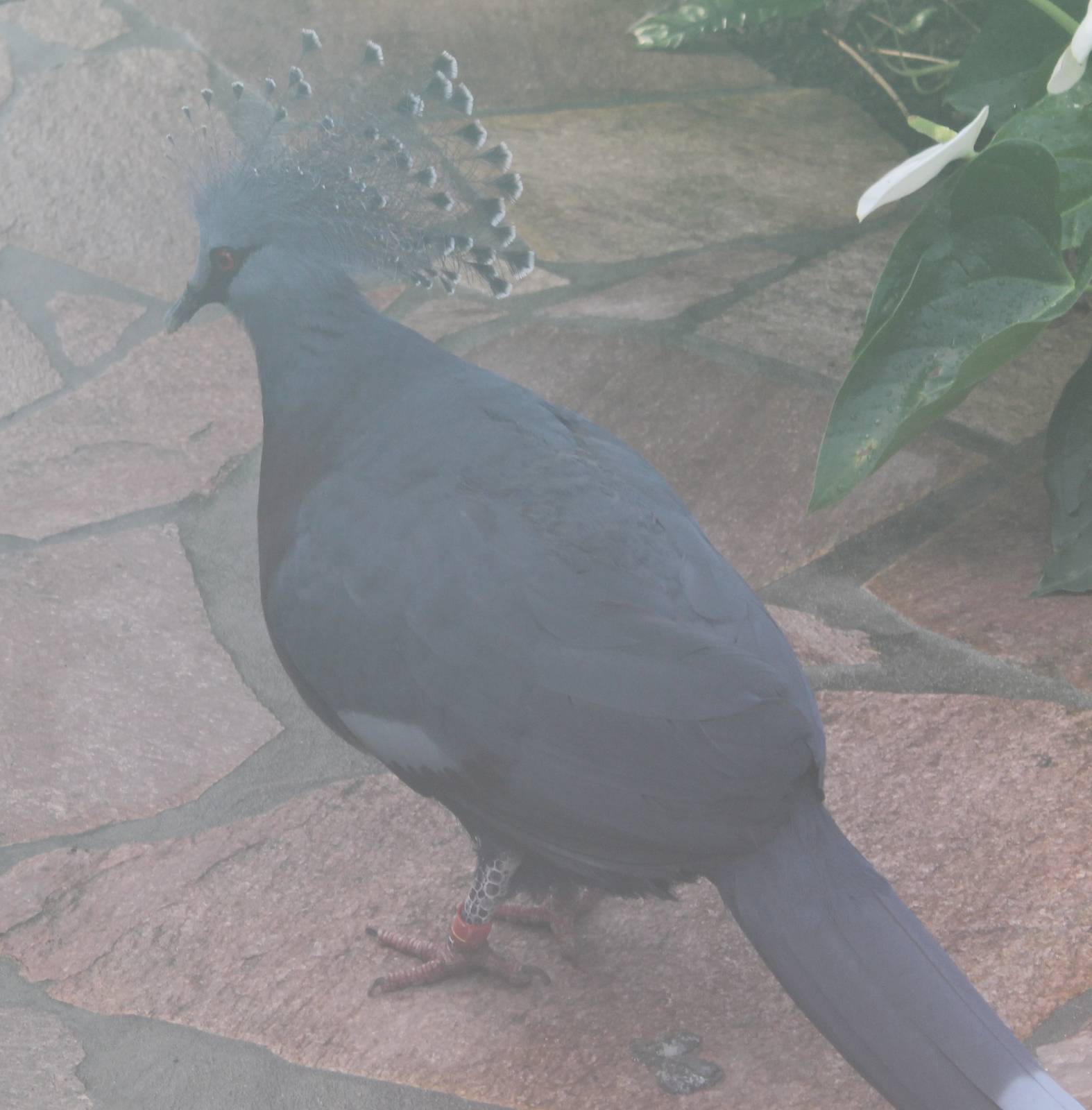 Victoria crowned pigeon at the Butterfly walk-through