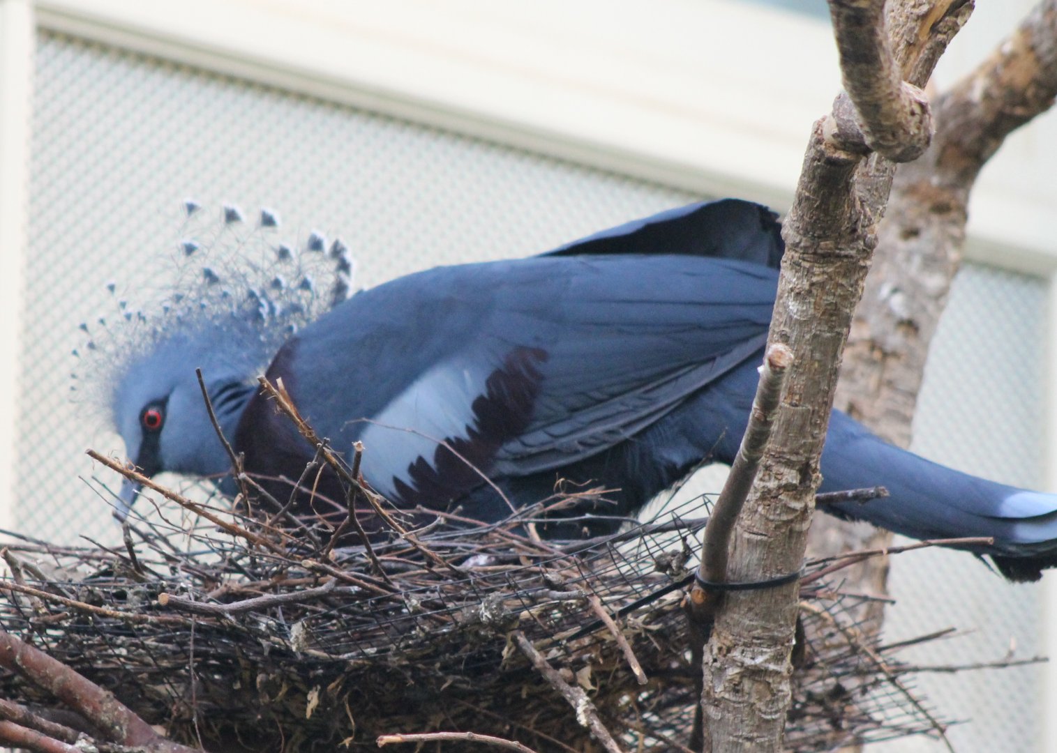 Victoria crowned pigeon at the nest