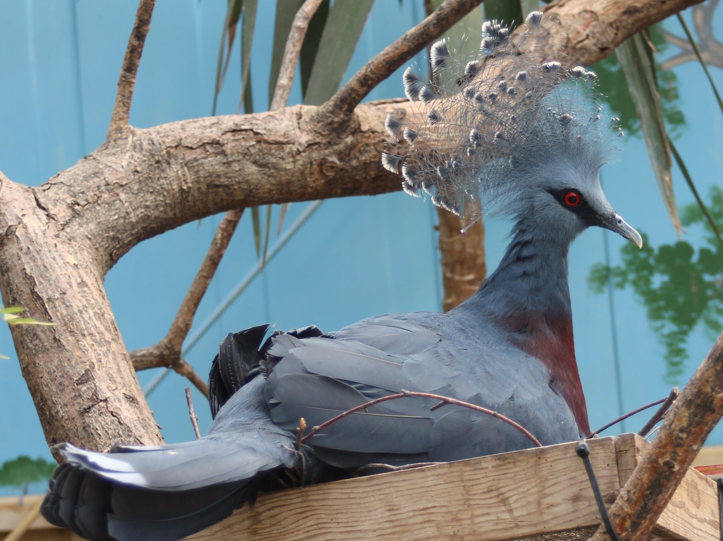 Victoria crowned-pigeon at the nest