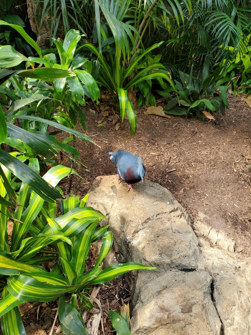 Victoria Crowned Pigeon - August 2021