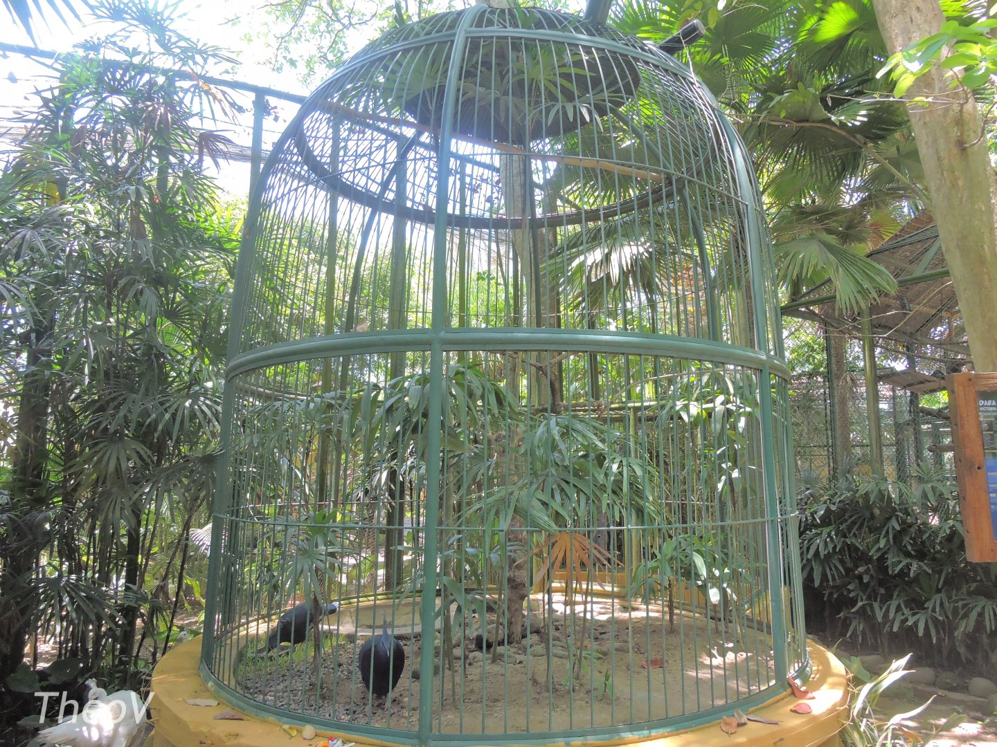 Victoria crowned pigeon aviary [2016]