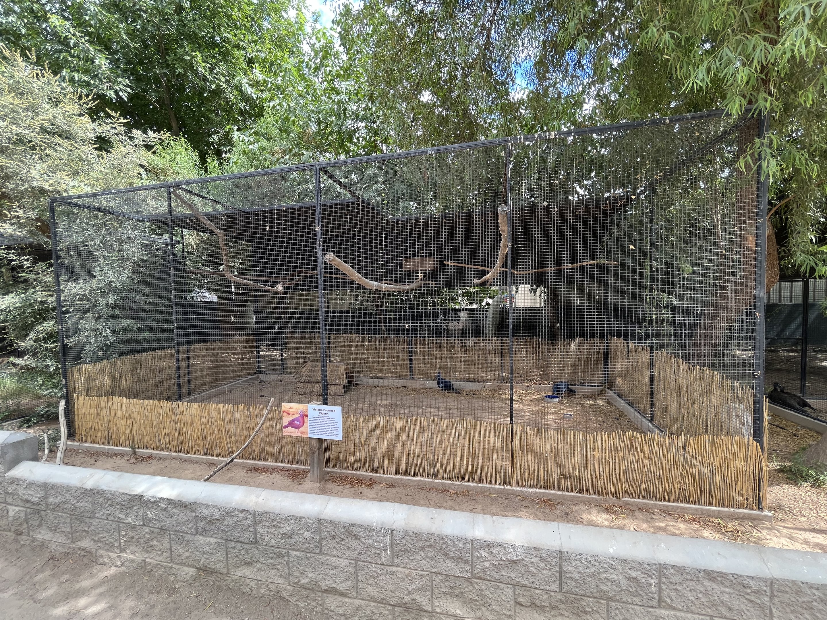 Victoria Crowned Pigeon Aviary