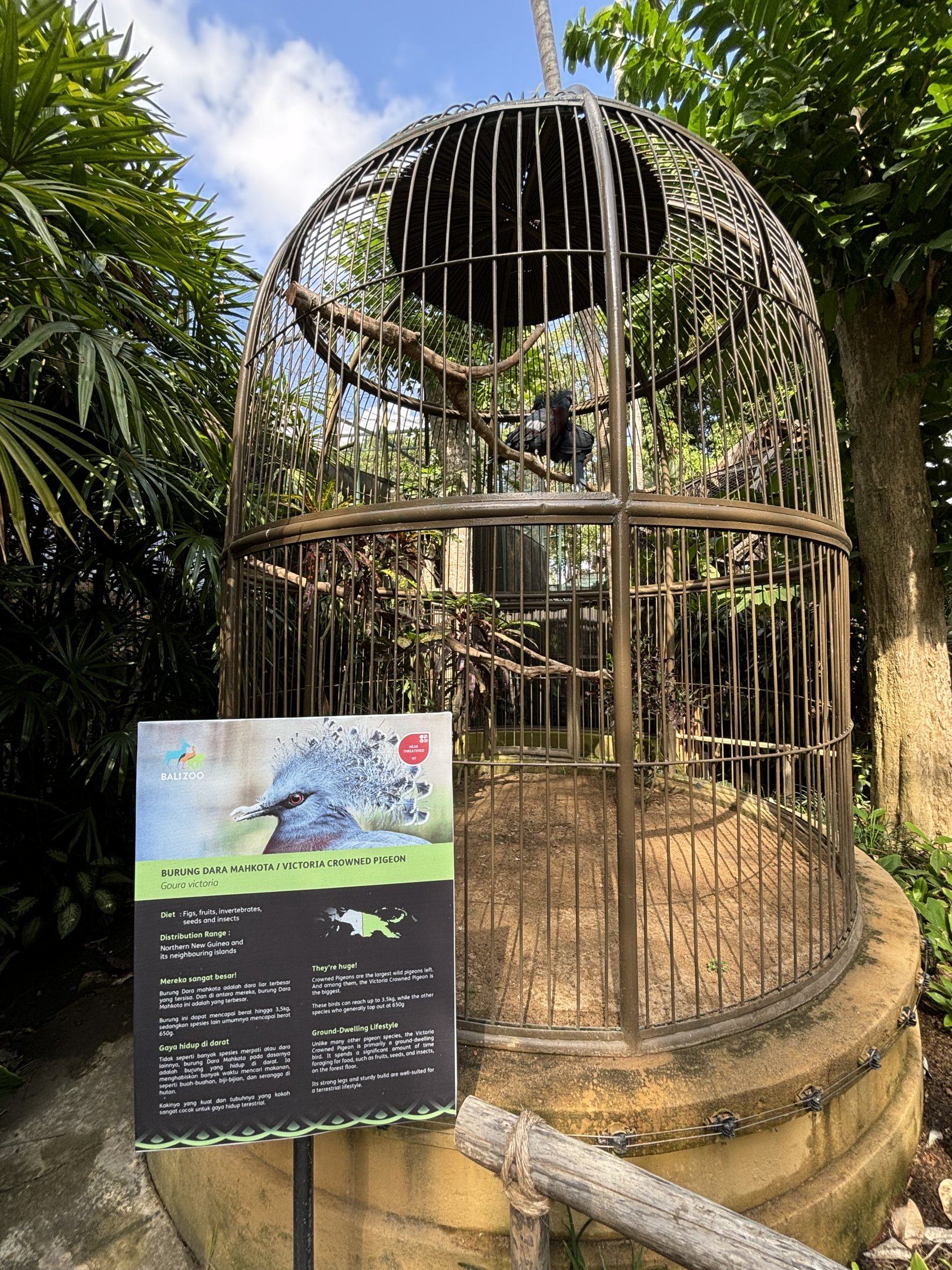 Victoria Crowned Pigeon Aviary