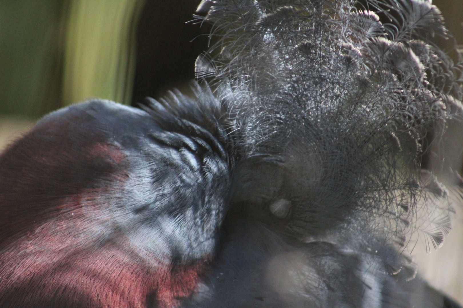 Victoria crowned pigeon - Bird Aviary