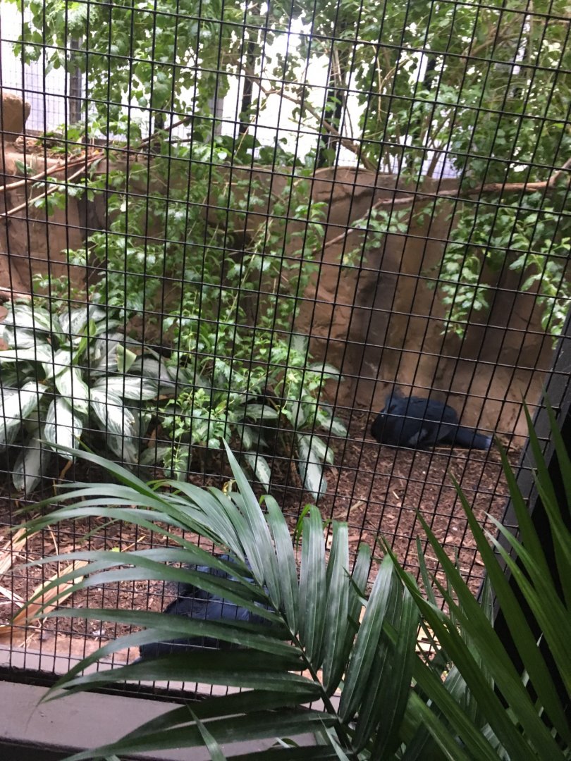Victoria Crowned Pigeon | Brookfield Zoo