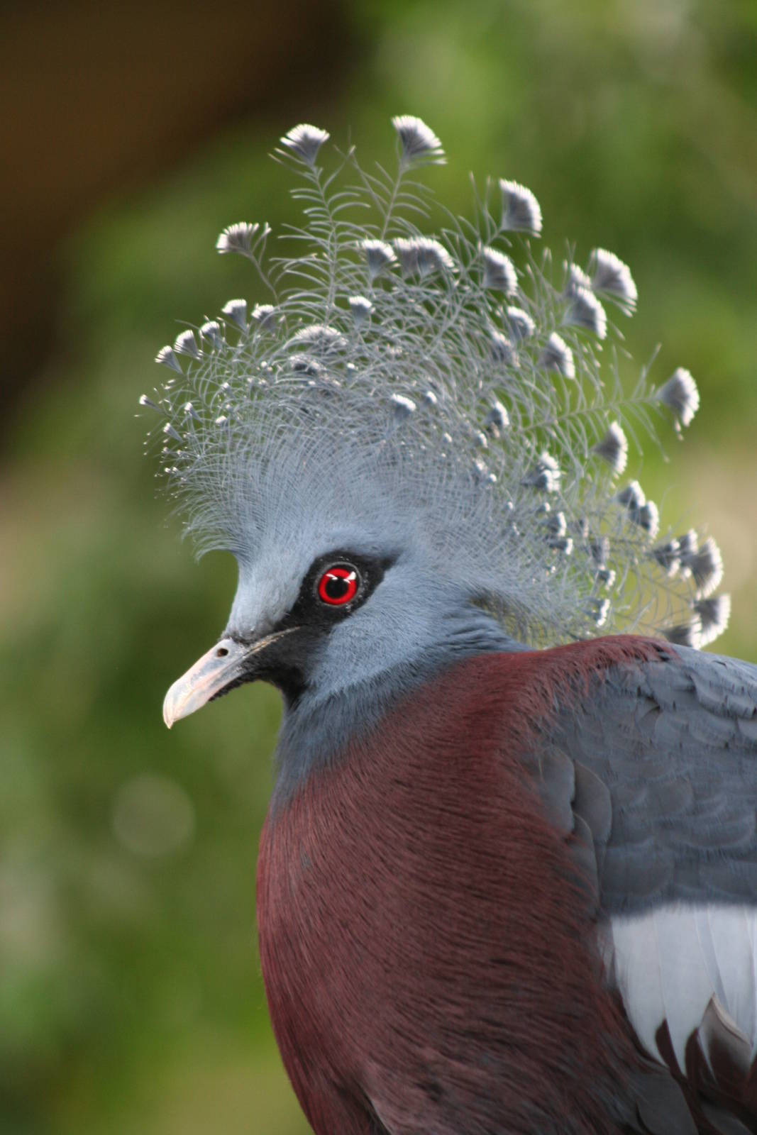 Victoria Crowned Pigeon @ Chester 23.06.2012