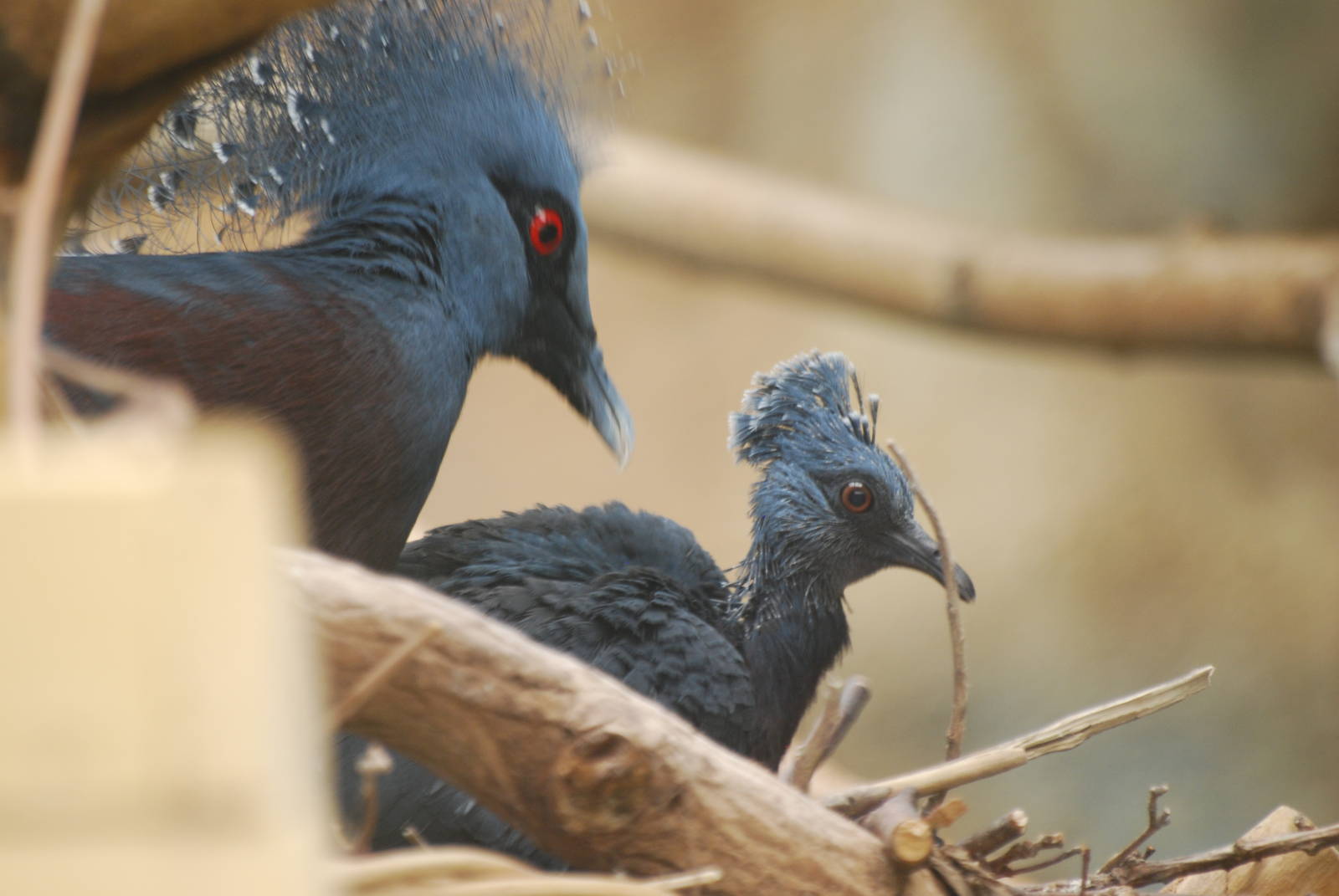 Victoria crowned pigeon chick