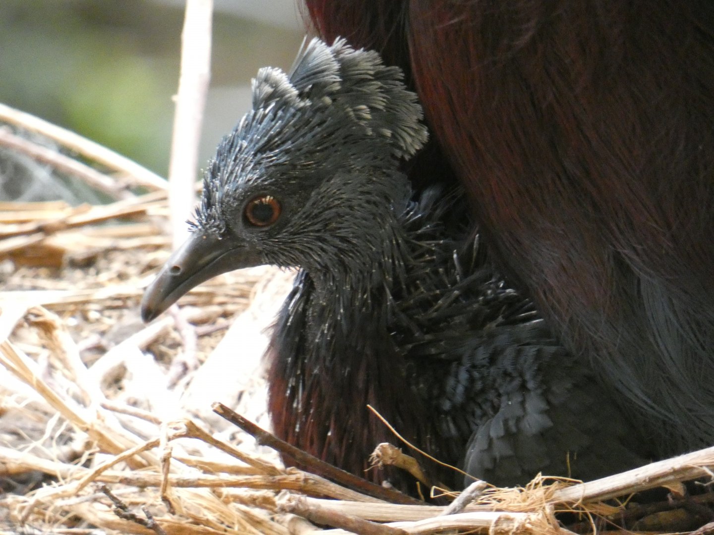 Victoria Crowned Pigeon chick