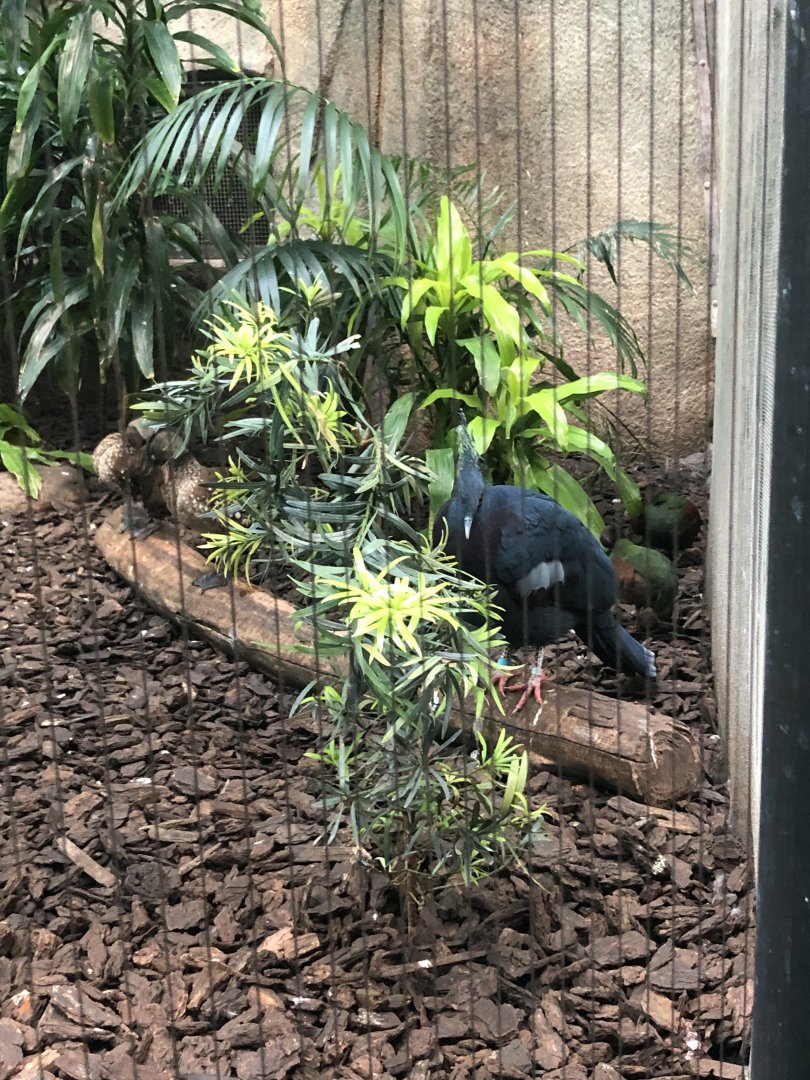 Victoria Crowned Pigeon, Crested Wood Partridges, and Laysan Teals