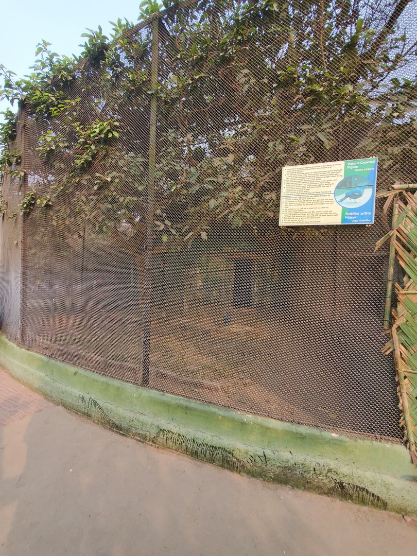 Victoria Crowned Pigeon Exhibit - January 2023