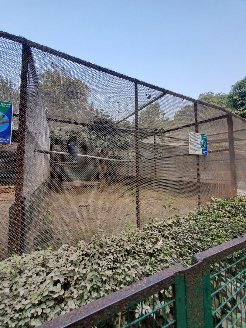 Victoria Crowned Pigeon Exhibit - January 2023