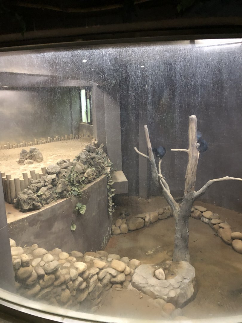 Victoria Crowned Pigeon Exhibit