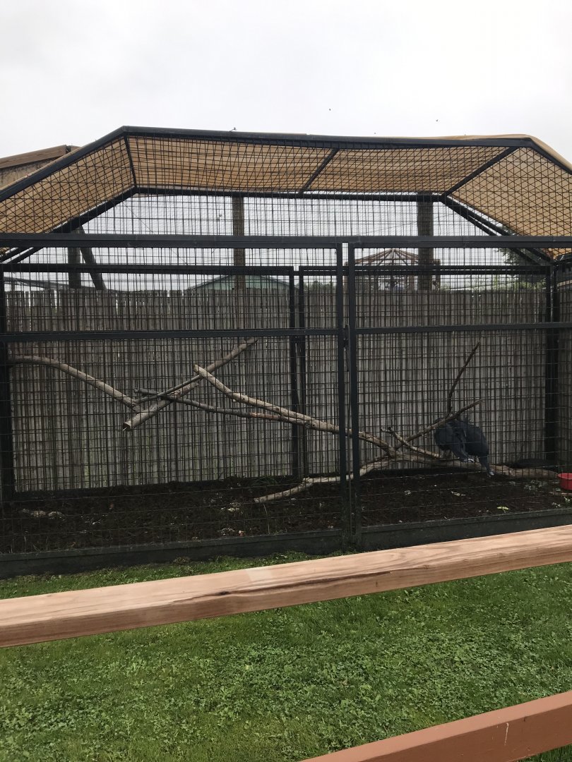 Victoria Crowned Pigeon Exhibit
