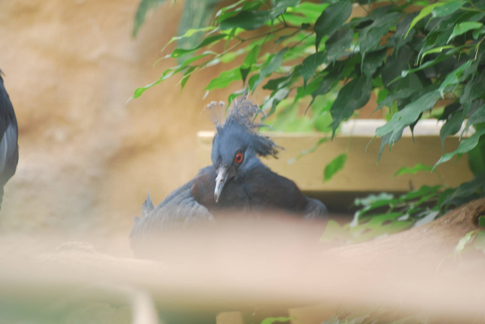 Victoria crowned pigeon fledgling