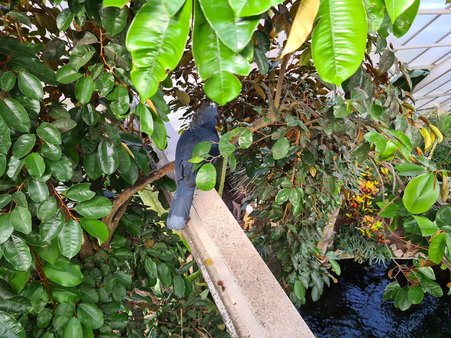 Victoria crowned pigeon from bridge
