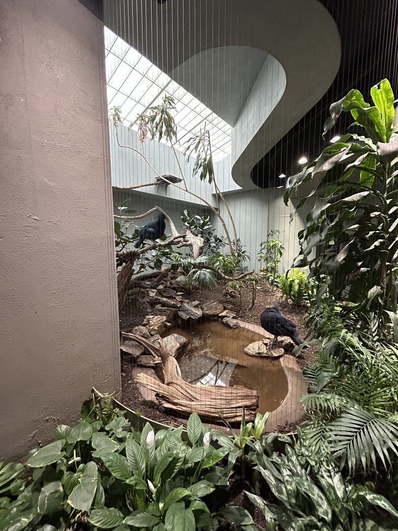 Victoria Crowned Pigeon (G. victoria) Exhibit