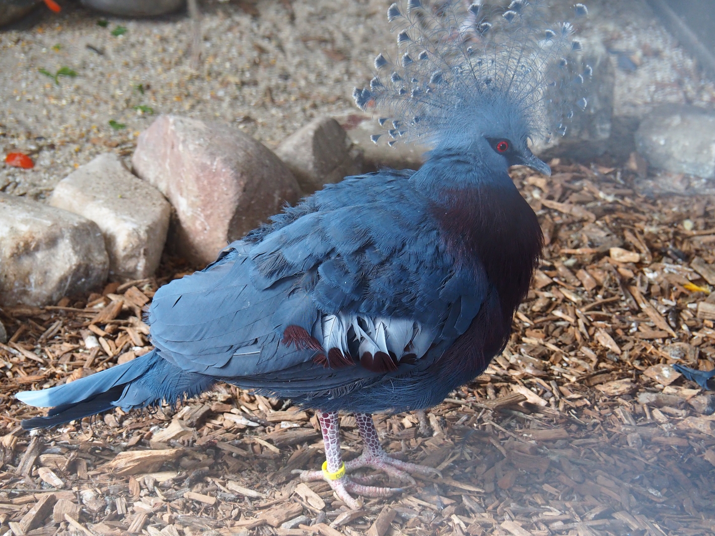 Victoria crowned pigeon (Goura victoria), 2019-04-06