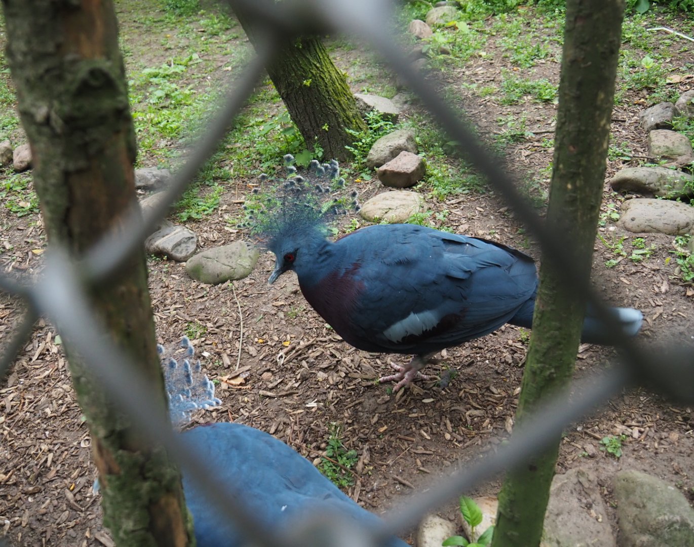 Victoria crowned pigeon (Goura victoria), 2019-05-25