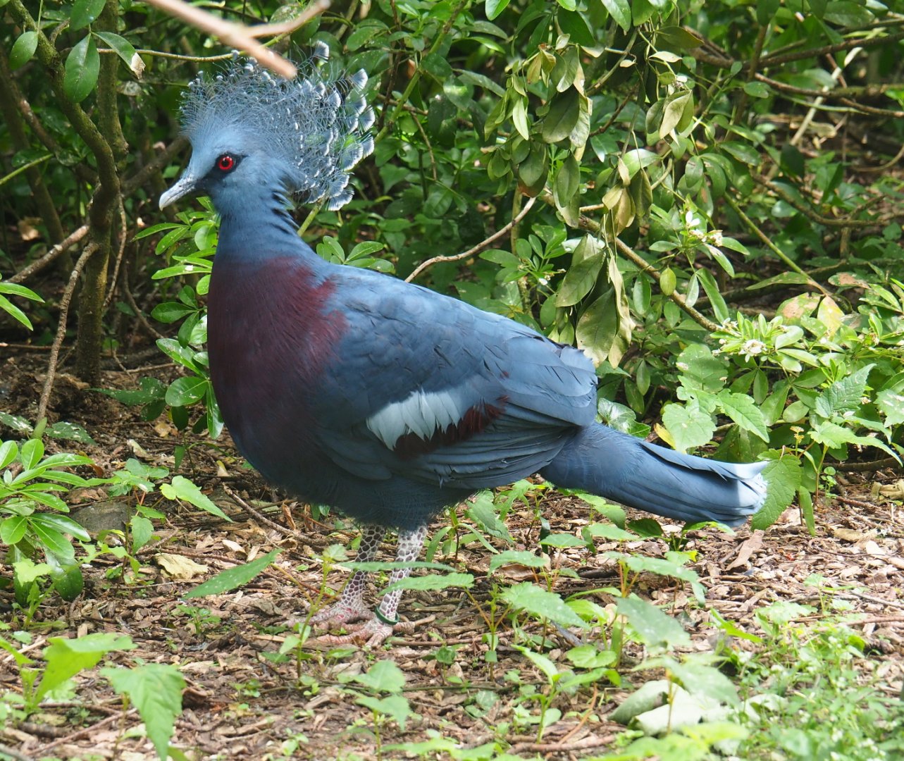 Victoria crowned pigeon (Goura victoria), 2019-05-25