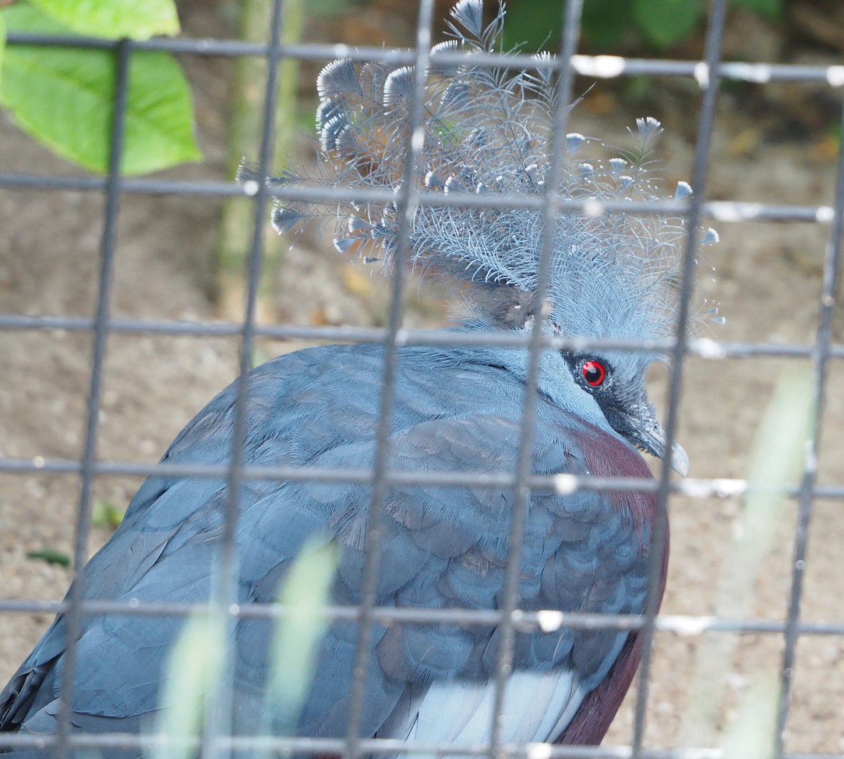 Victoria crowned pigeon (Goura victoria), 2022-05-17