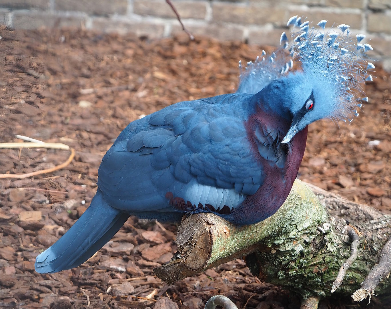 Victoria crowned pigeon (Goura victoria), 2022-08-28