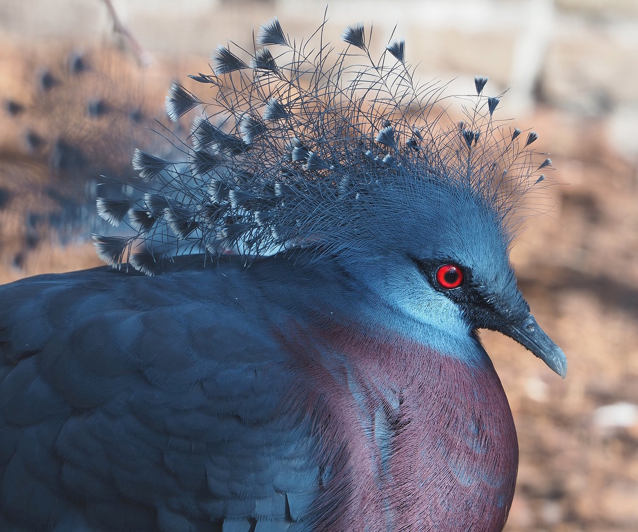 Victoria crowned pigeon (Goura victoria), 2022-08-28