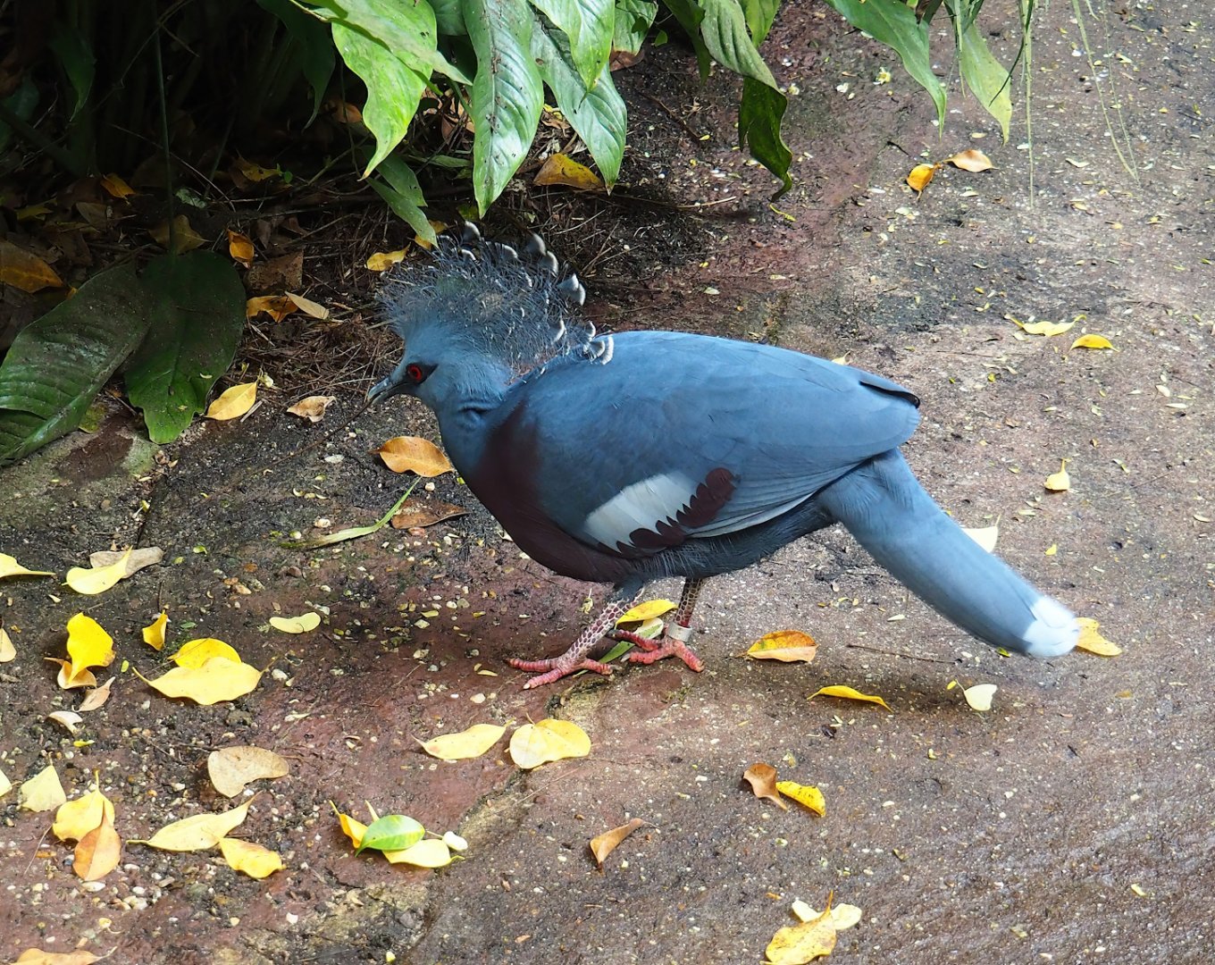 Victoria crowned pigeon (Goura victoria), 2023-10-07