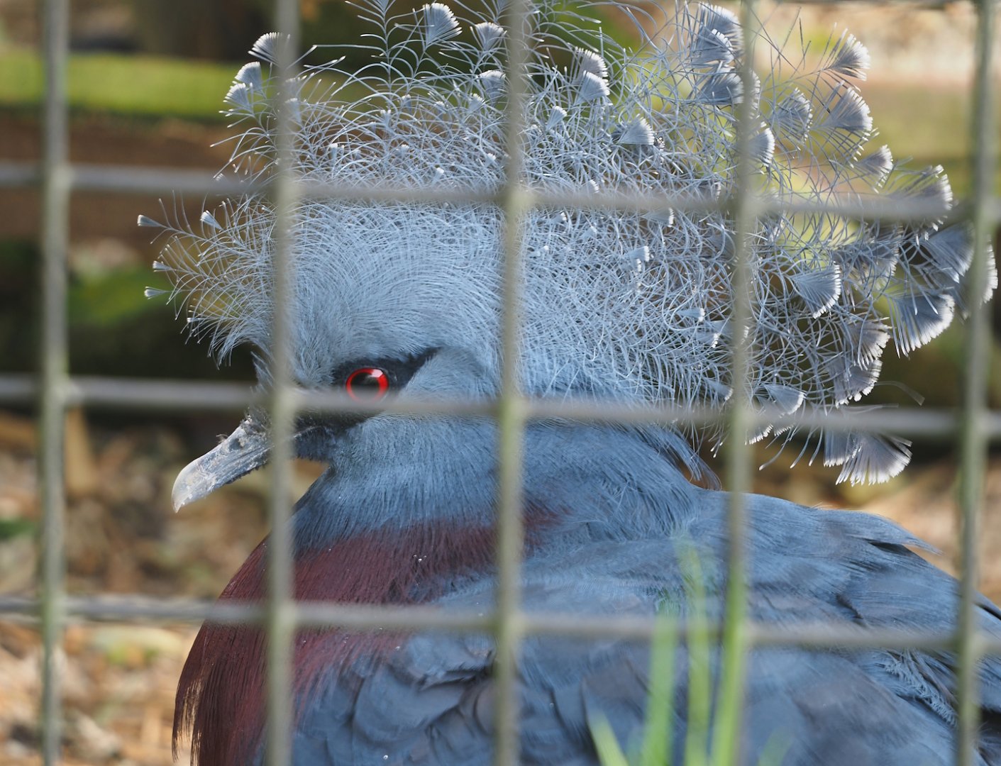 Victoria crowned pigeon (Goura victoria),  2024-04-14