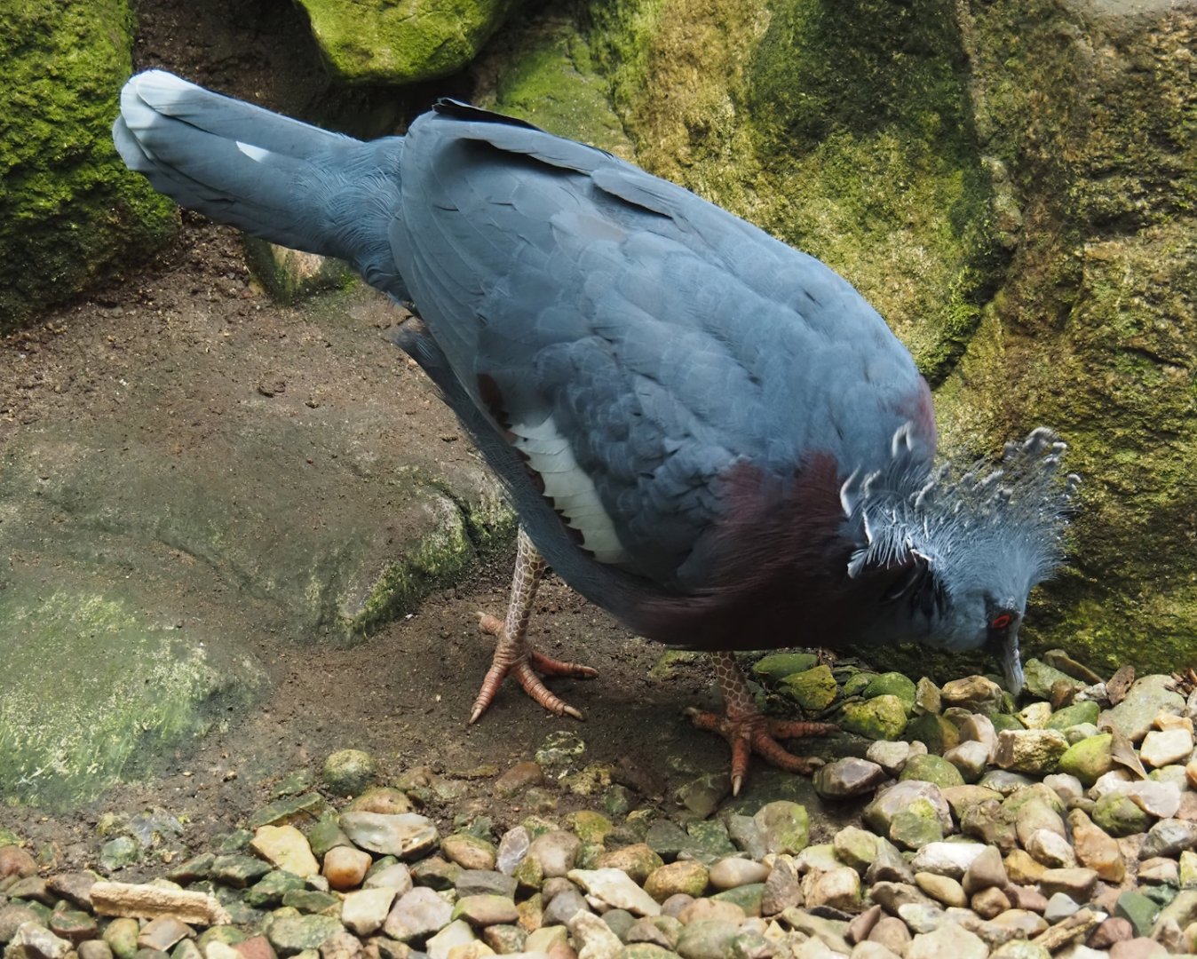 Victoria crowned pigeon (Goura victoria), 2024-05-22