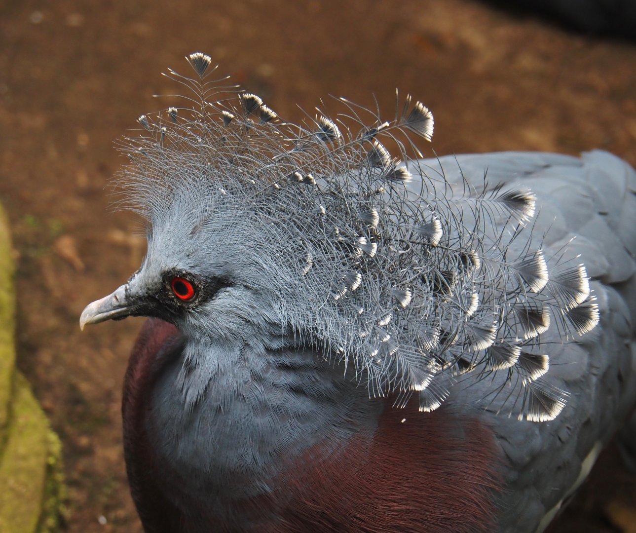 Victoria crowned pigeon (Goura victoria), 2024-05-22