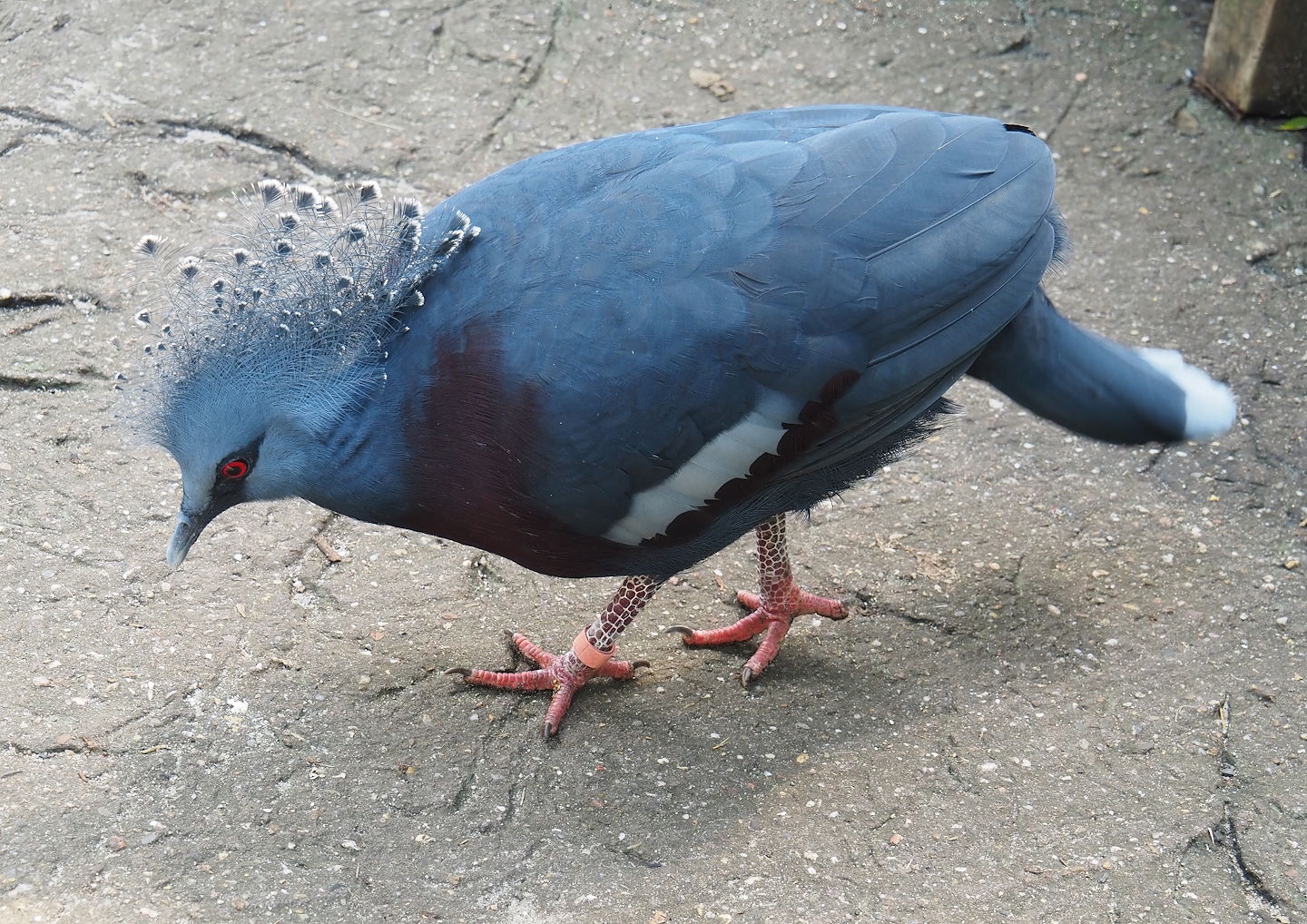 Victoria crowned pigeon (Goura victoria), 2024-06-23