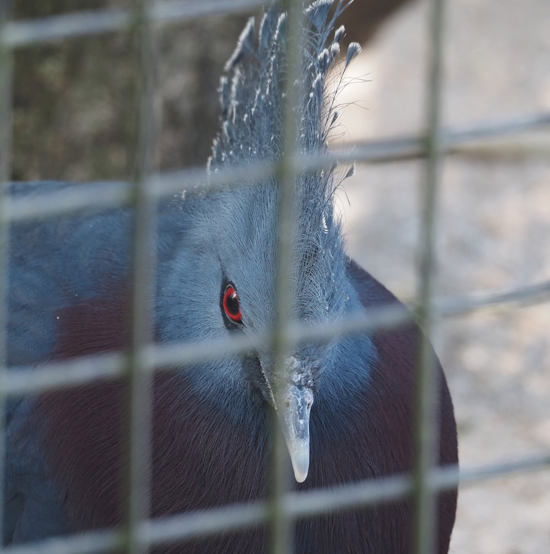 Victoria crowned pigeon (Goura victoria), 2025-04-12