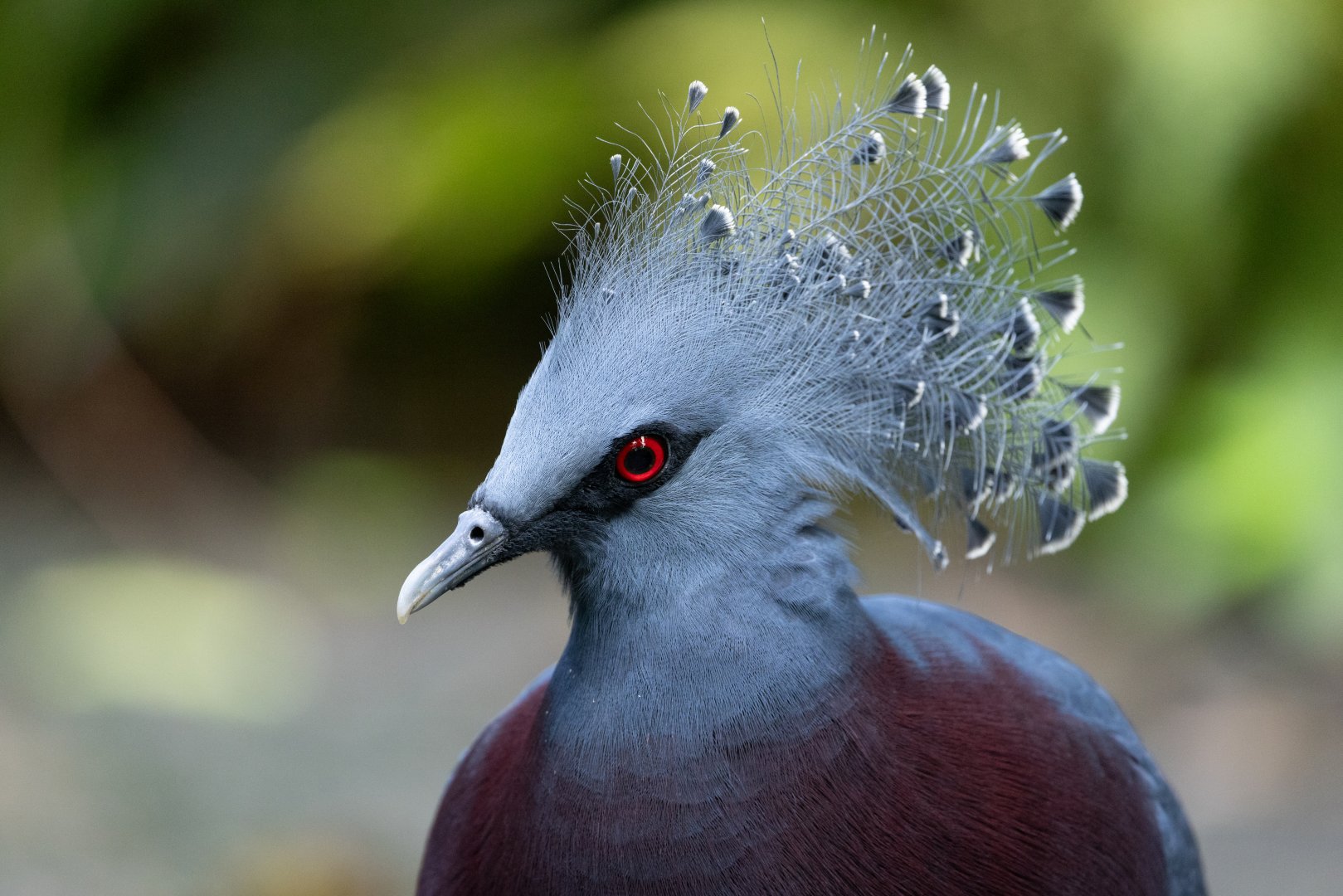 Victoria Crowned-pigeon (Goura victoria) - Bush