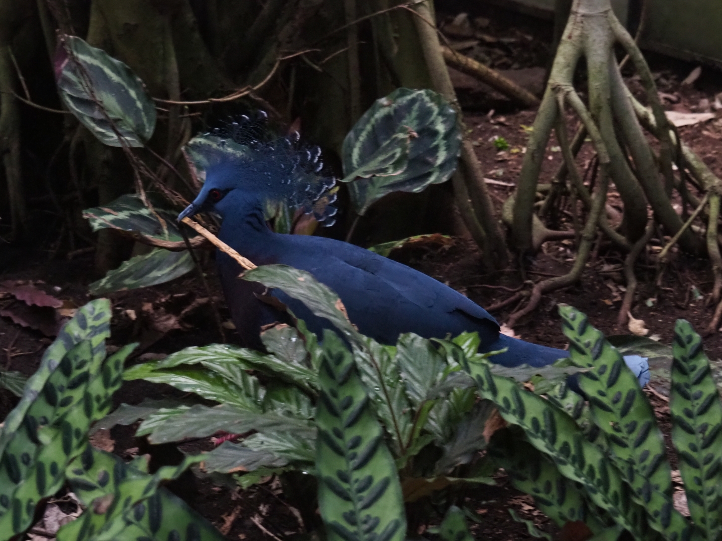 Victoria crowned pigeon (Goura victoria) collecting nesting material (Sep 2nd, 2018)