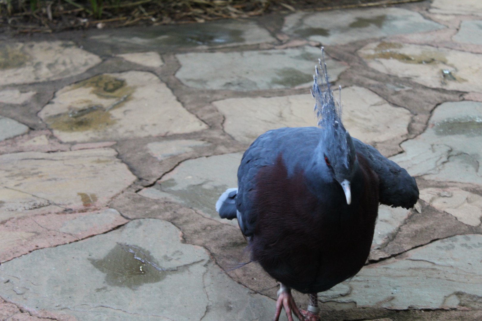 Victoria crowned-pigeon (Goura victoria) in Brilliant Birds