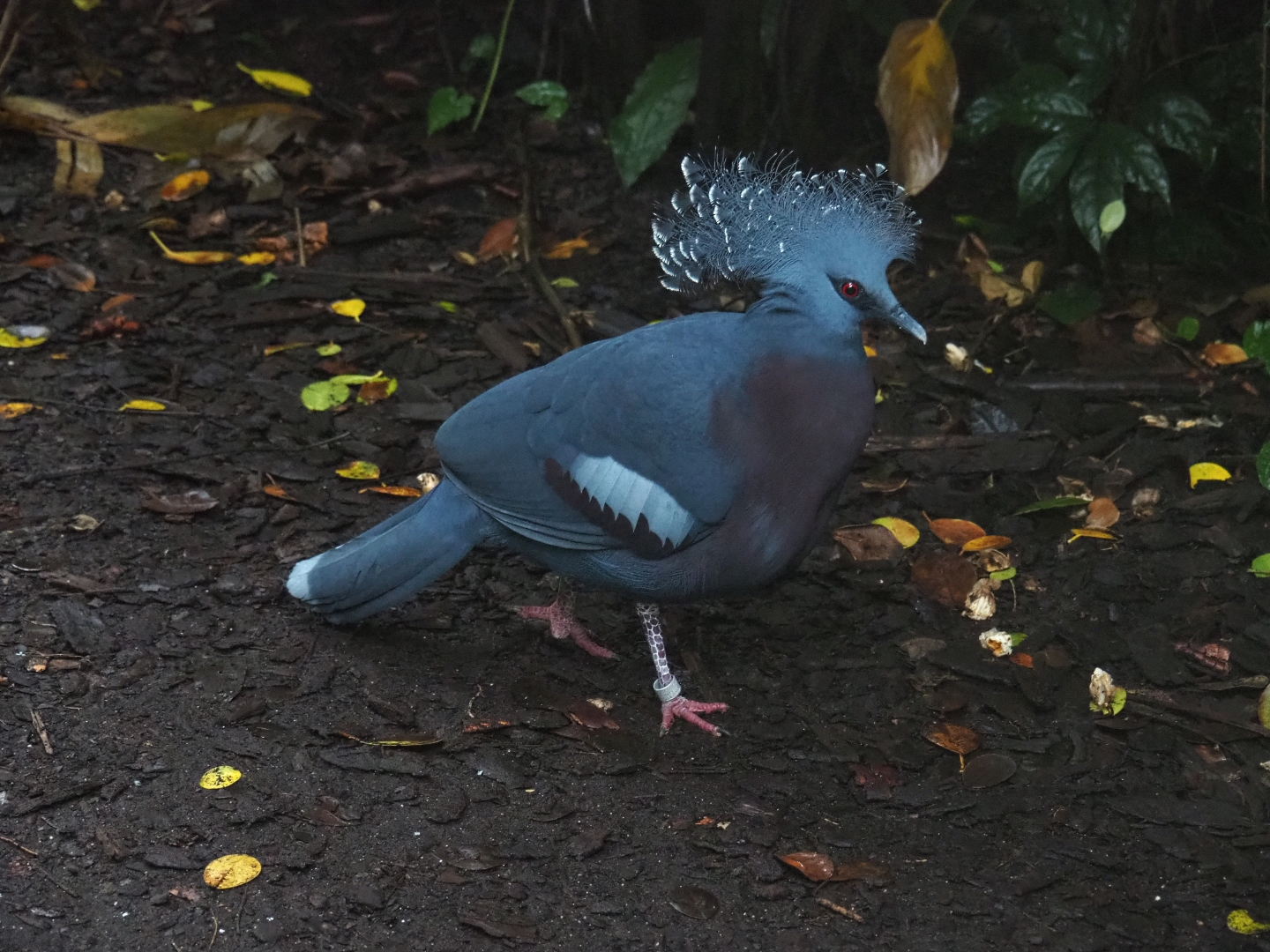 Victoria crowned pigeon (Goura victoria) in Burgers' Bush (Sep 16th, 2018)