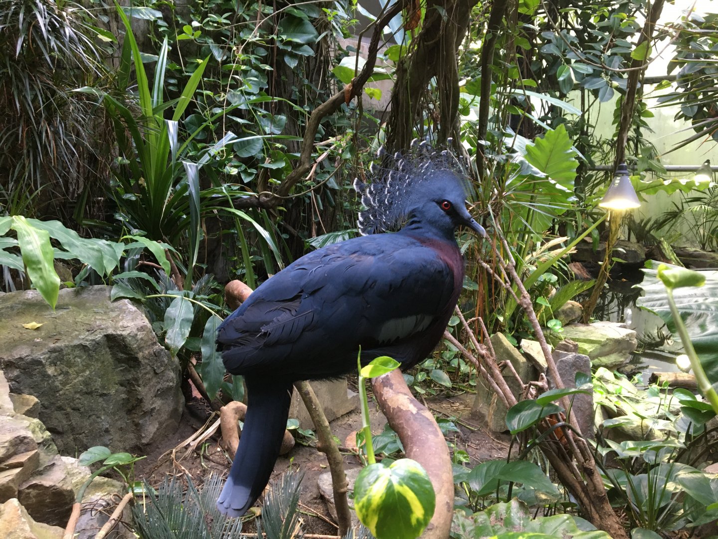 Victoria crowned-pigeon (Goura victoria) in the Metzelaarskas