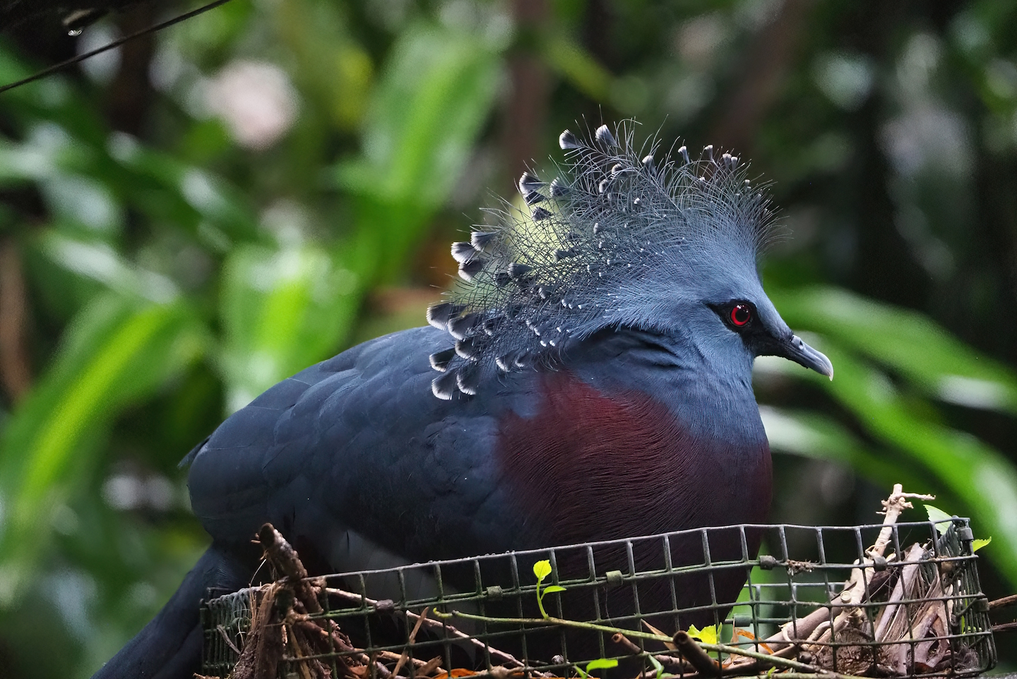 Victoria crowned pigeon (Goura victoria) on nest, 2023-10-07