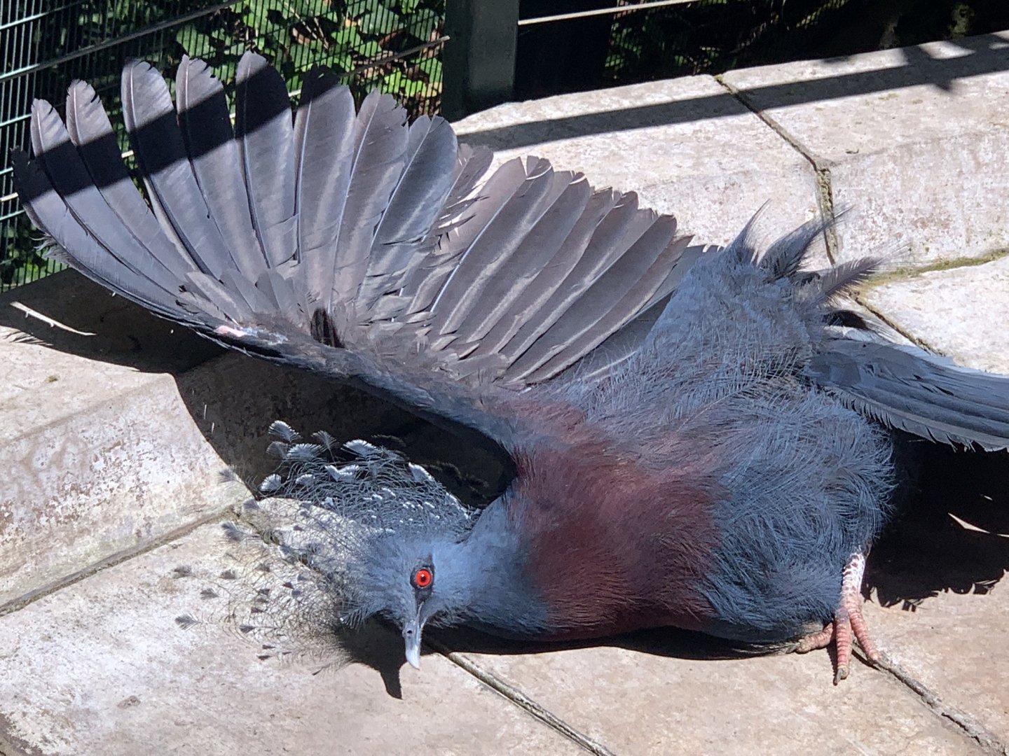 Victoria Crowned Pigeon (Goura victoria) sunbathing