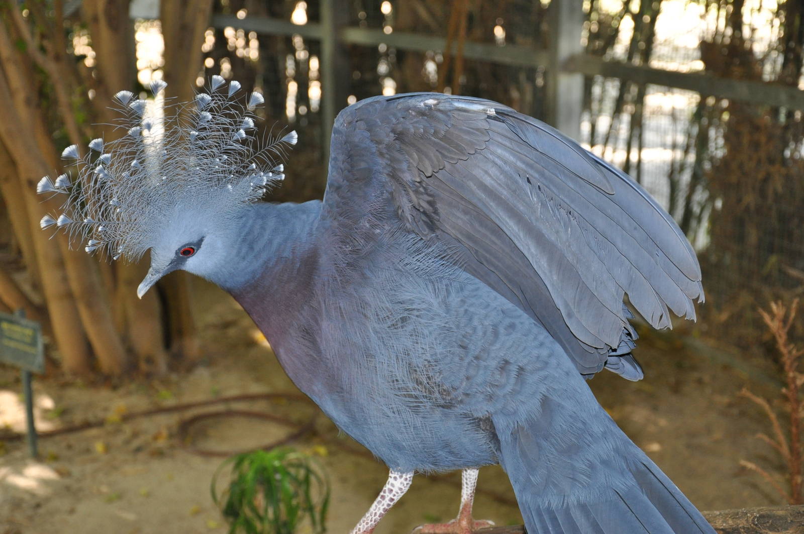 Victoria crowned pigeon/ Goura victoria